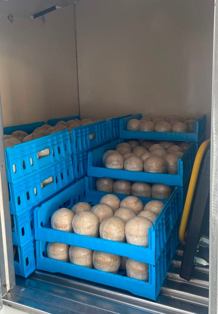 Coconuts prepared for delivery