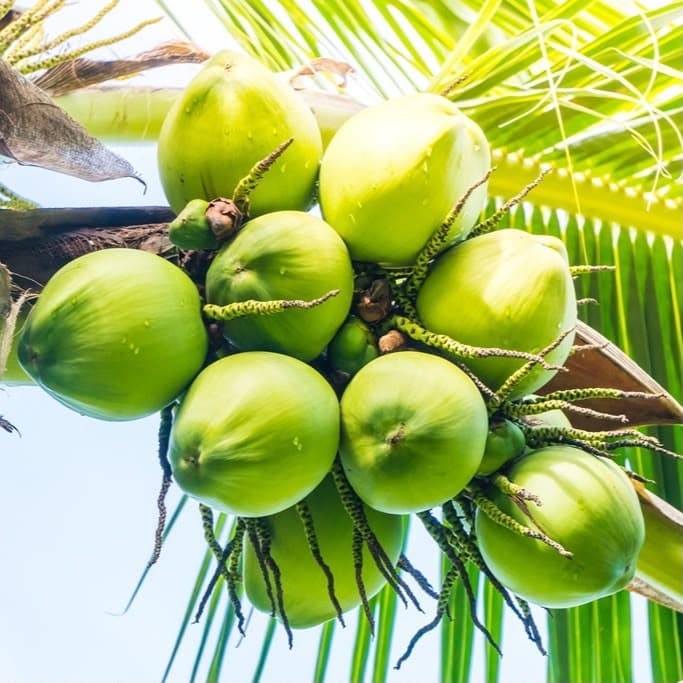 Pandan Coconut view 3