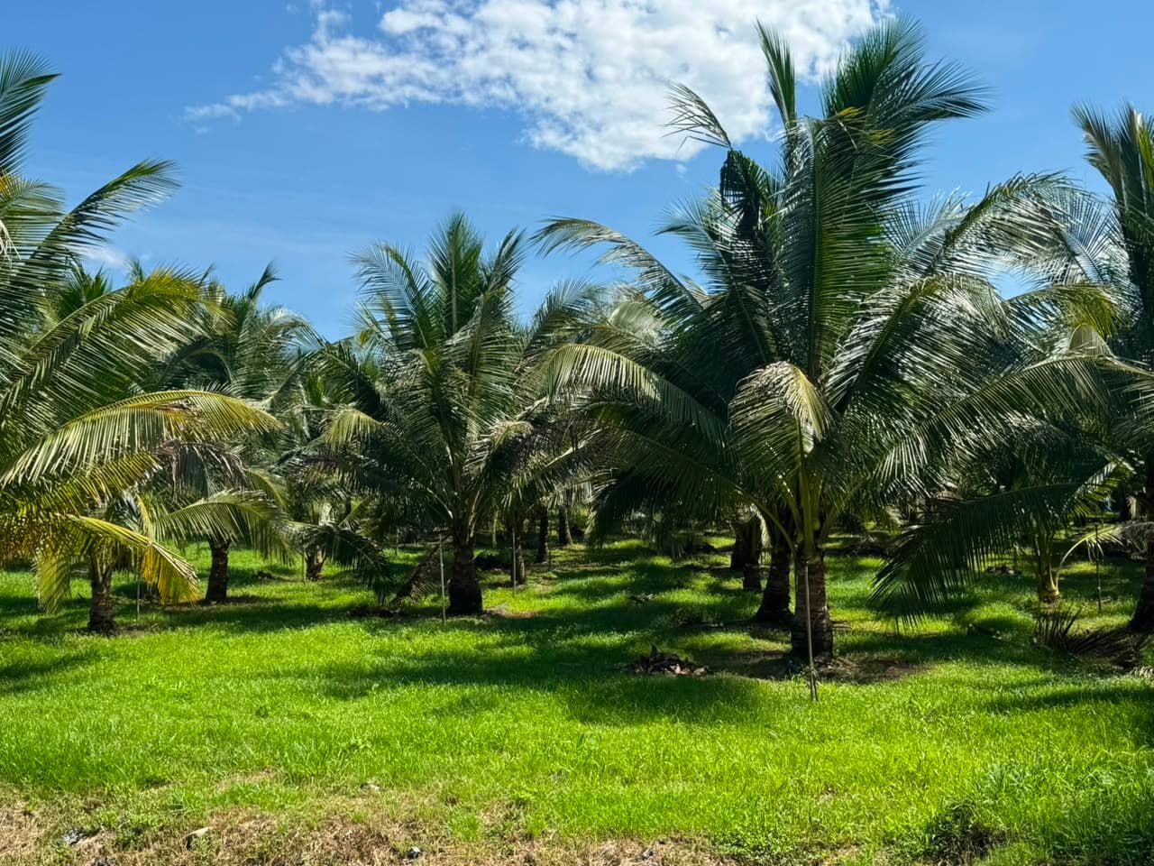 Pandan Coconut view 2
